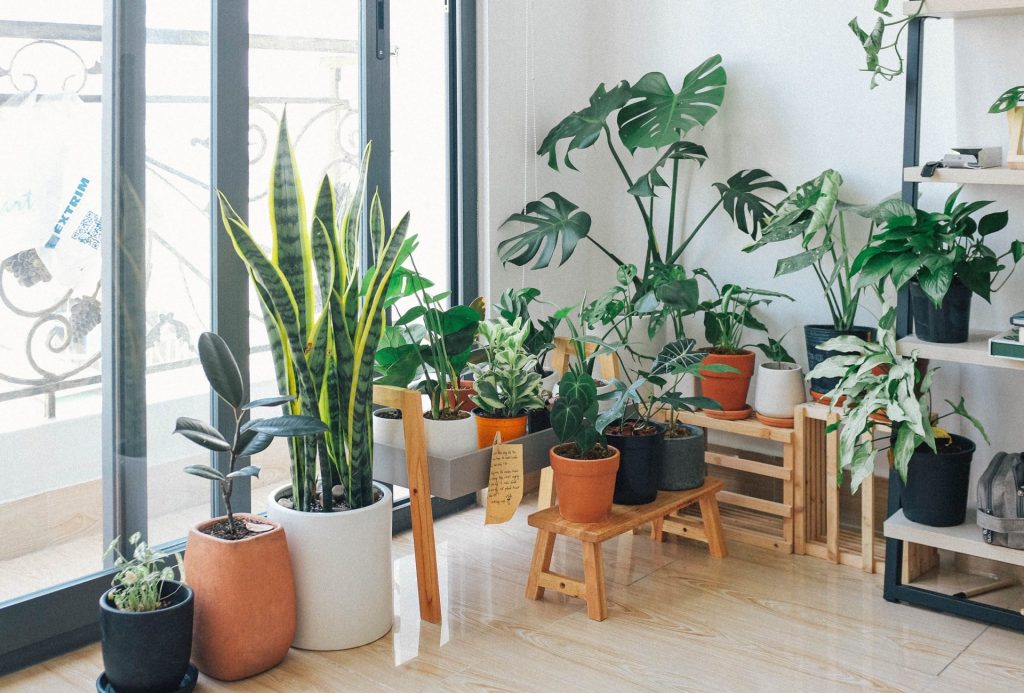 Dicas para sua Urban Jungle